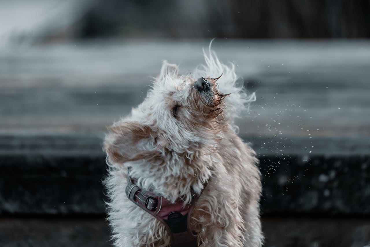 Kafa sallayan köpek - pisi pisi otunun kulağa kaçma belirtisi