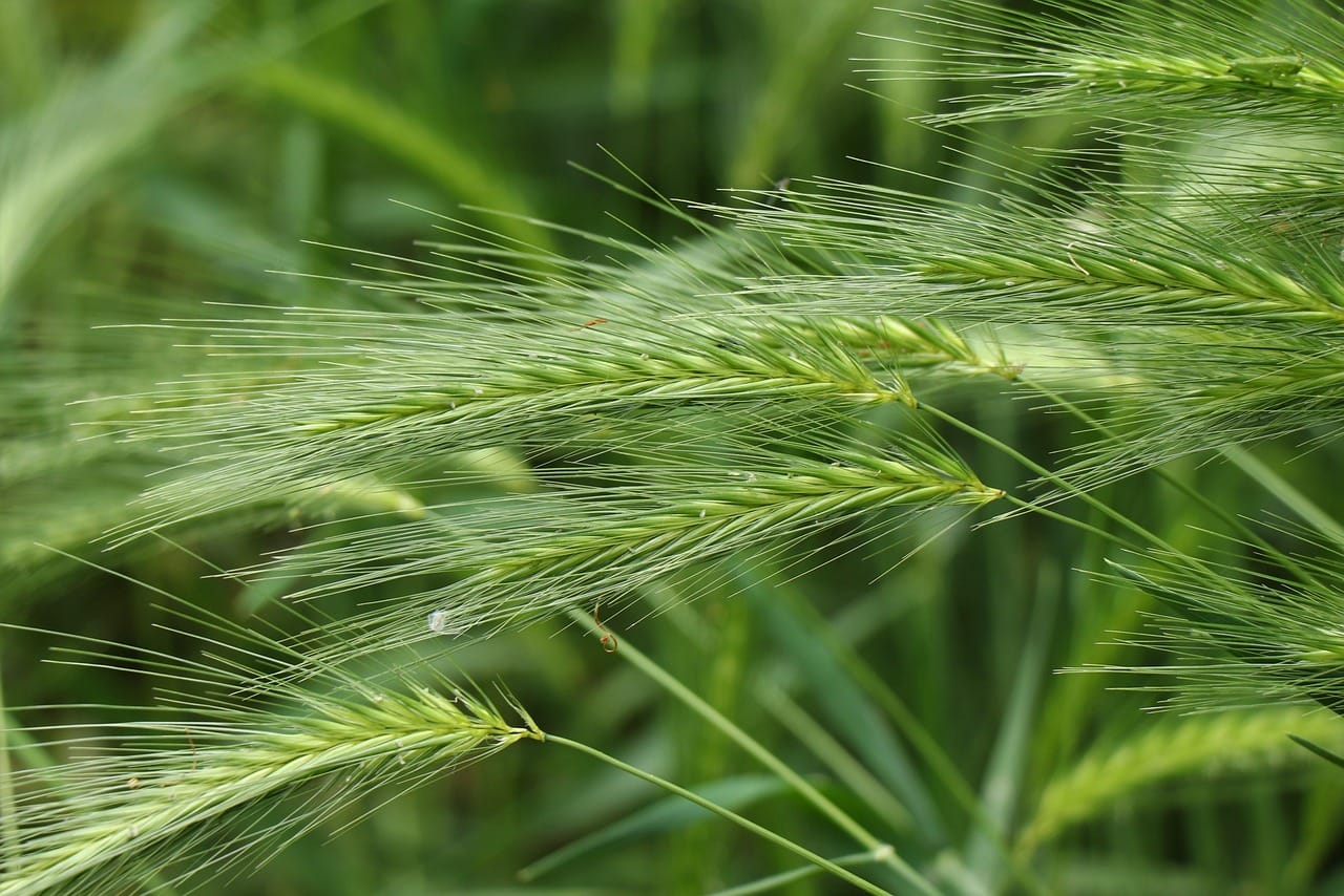 Pisi pisi otu (Hordeum murinum) yakın çekim - yabani arpa başakları